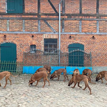Bauernhof-Streichel-Zoo-&-Reiter-Suite Gulow Exterior foto
