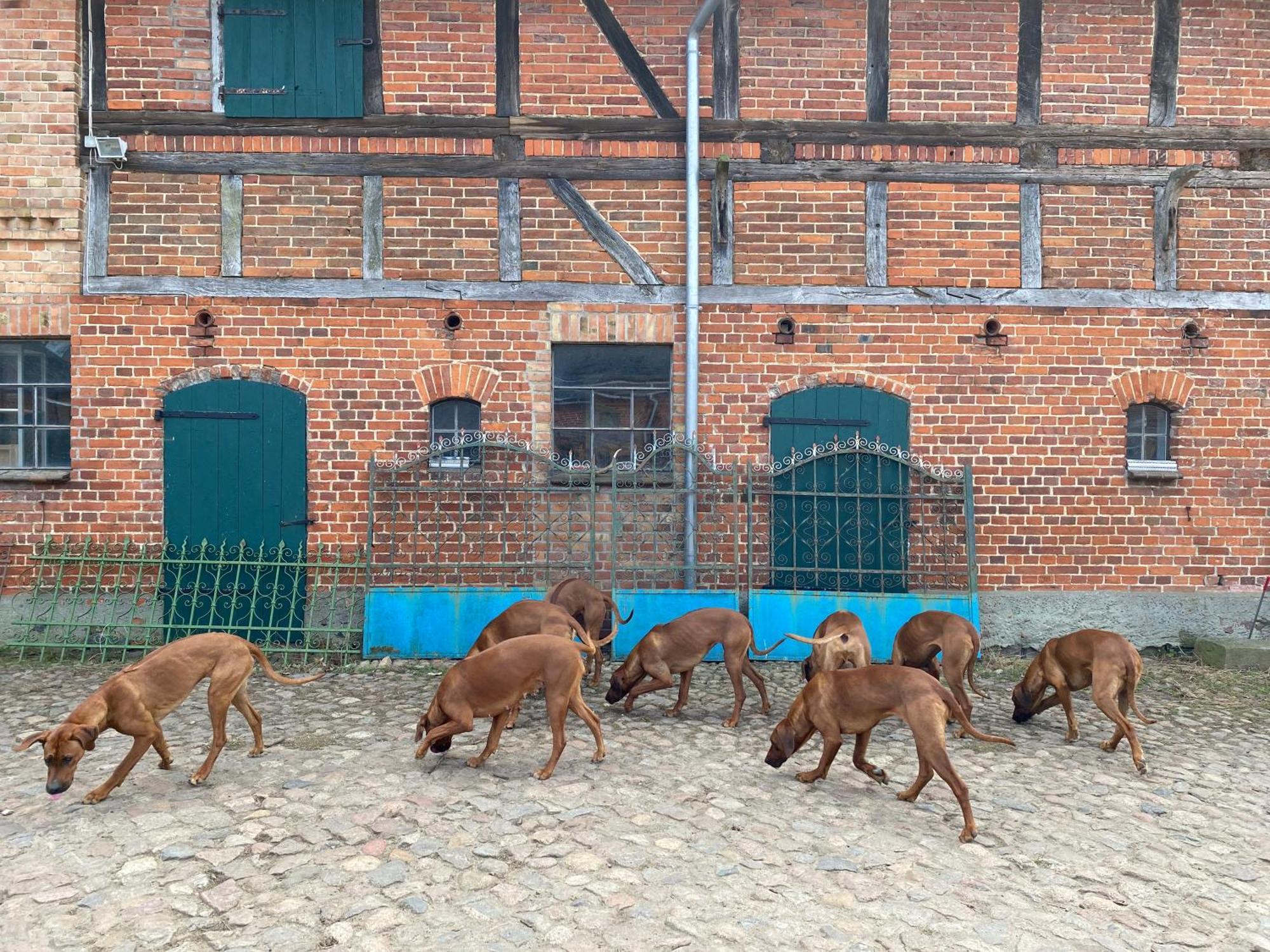 Bauernhof-Streichel-Zoo-&-Reiter-Suite Gulow Exterior foto