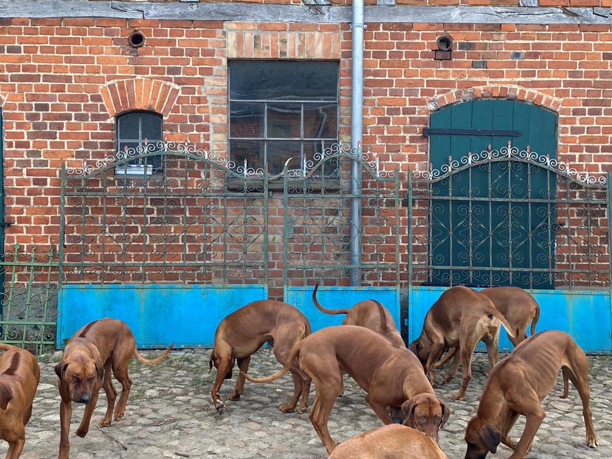 Bauernhof-Streichel-Zoo-&-Reiter-Suite Gulow Exterior foto